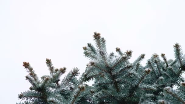 Zielonymi gałązkami świerku, jodły pod śniegiem. Wiecznie zielone drzewo. Pierwszy śnieg, jesień, wiosna, wczesną zimą. Zwolnionym tempie. — Wideo stockowe