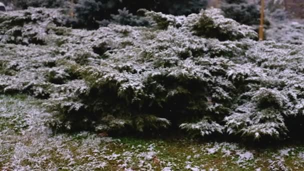 Ramas verdes de abeto, abeto bajo la nieve. Árbol perenne. La primera nieve, otoño, primavera, principios de invierno. Moción lenta . — Vídeos de Stock