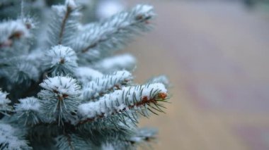 Yeşil dallar, Ladin, köknar kar altında. Yaprak dökmeyen ağaç. İlk kar, sonbahar, İlkbahar, erken kış. Ağır çekim.