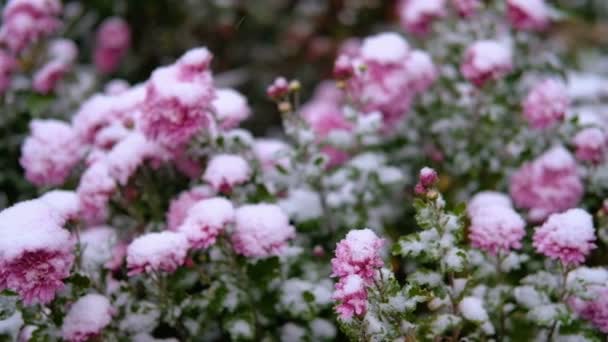 Flores de crisântemo rosa com folhas verdes sob a neve. A primeira neve, outono, primavera, início do inverno. Movimento lento . — Vídeo de Stock