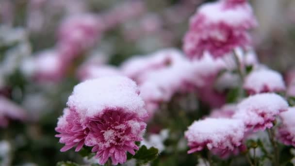 Рожеві квіти хризантем з зеленим листям під снігом. Перший сніг, осінь, весна, рання зима. Повільний рух . — стокове відео