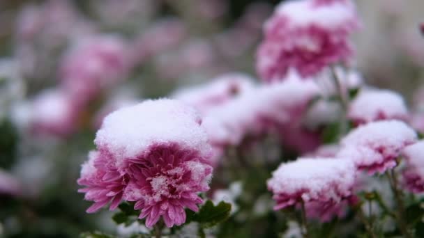雪の下に緑の葉とピンクの菊の花。最初の雪、秋、春、冬の初め。スローモーション. — ストック動画