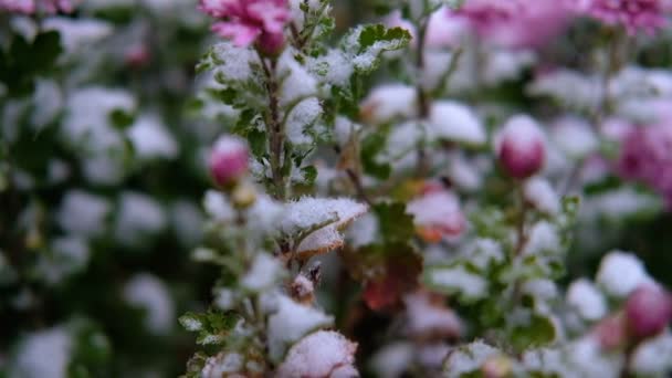 Flores de crisântemo rosa com folhas verdes sob a neve. A primeira neve, outono, primavera, início do inverno. Movimento lento . — Vídeo de Stock