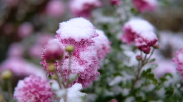 Ροζ λουλούδια χρυσάνθεμων με πράσινα φύλλα, κάτω από το χιόνι. Το πρώτο χιόνι, φθινόπωρο, άνοιξη, στις αρχές του χειμώνα. Αργή κίνηση. — Αρχείο Βίντεο