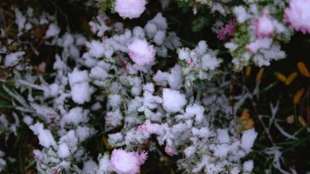 Roze chrysant bloemen met groene bladeren onder de sneeuw. De eerste sneeuw, herfst, voorjaar, vroege winter. Slow Motion. — Stockvideo