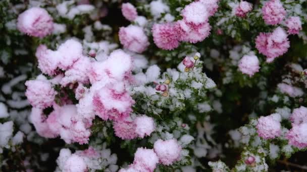 Rosa Chrysanthemenblüten mit grünen Blättern unter dem Schnee. Der erste Schnee, Herbst, Frühling, früher Winter. Zeitlupe. — Stockvideo