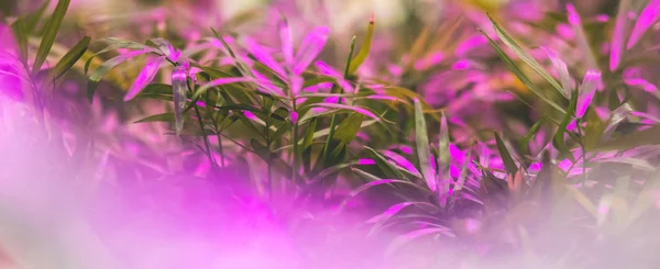 Green houseplants under the light of an ultraviolet lamp.