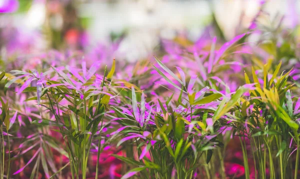 Green houseplants under the light of an ultraviolet lamp.