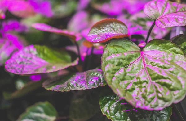 Green houseplants under the light of an ultraviolet lamp.