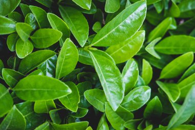 Yaprakların yeşil çiçek deseni. Yukarıdan doğal arka plan. Üstte görüntü.