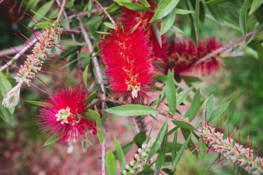 İstanbul'un egzotik tropik bahçesinde yeşil yapraklı kırmızı Callistemon citrinus çiçekleri. Callistemon Bottlebrush ağaç çiçekleri