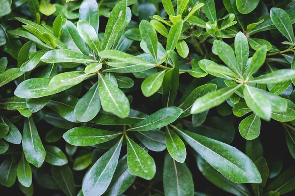 Yaprakların yeşil çiçek deseni. Yukarıdan doğal arka plan. Üstte görüntü.