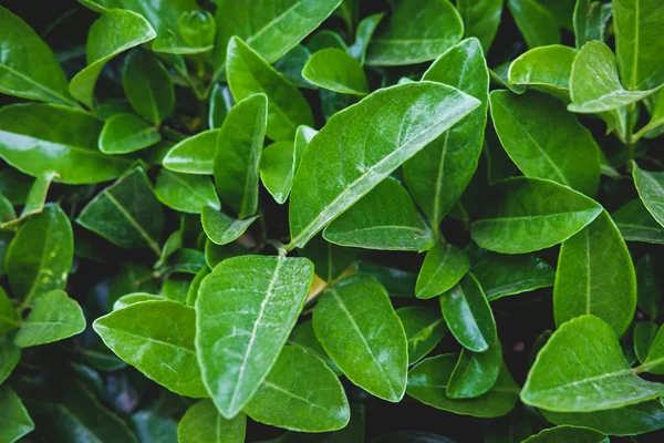 Yaprakların yeşil çiçek deseni. Yukarıdan doğal arka plan. Üstte görüntü.