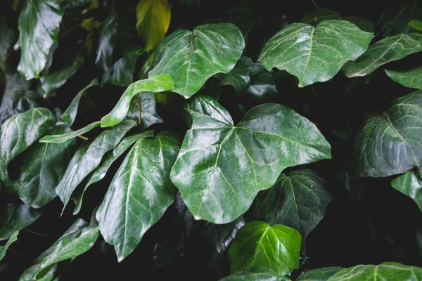 Yaprakların yeşil çiçek deseni. Yukarıdan doğal arka plan. Üstte görüntü.