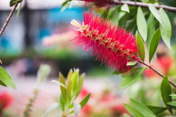 Röda kallistemon Auktor blommor med gröna blad i exotiska tropiska trädgården i Istanbul, Turkiet. Callistemon Bottlebrush träd blommor — Stockfoto