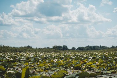 Gün batımında Nilüfer Gölü'nde güzel beyaz nilüfer. Sakinlik, uyum ve barış kavramı.