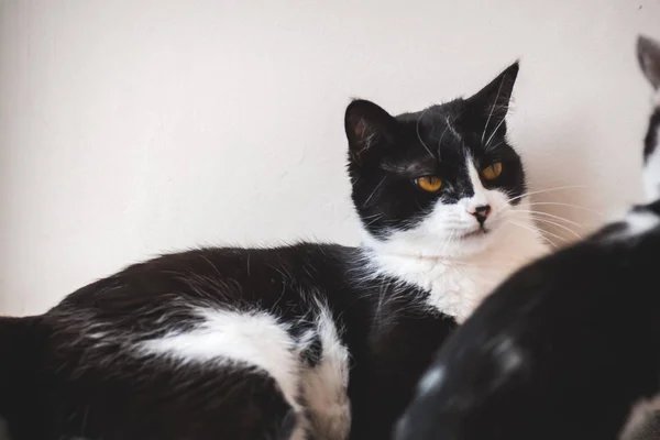 Deux drôles de chats smoking noirs et blancs se battent entre eux . — Photo