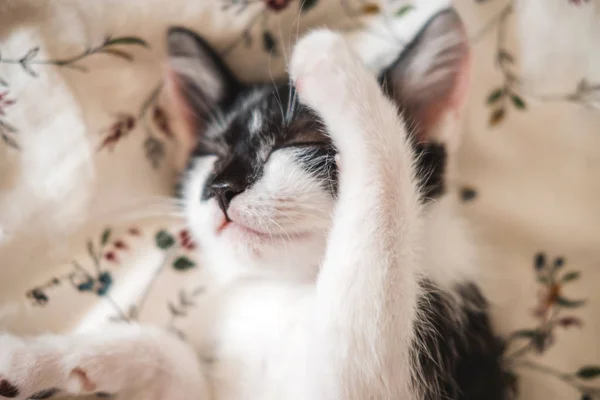 Funny black and white tuxedo kitten lazily sleeping at the bed. — Stock Photo, Image