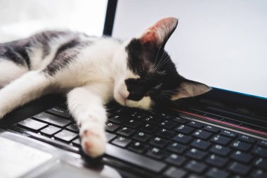 Komik siyah ve beyaz smokin kedi tembel dizüstü klavye yatıyor ve kameraya bakar.