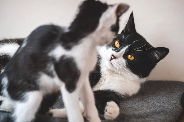 Dois gatos de smoking preto e branco engraçados estão lutando entre si . — Fotografia de Stock