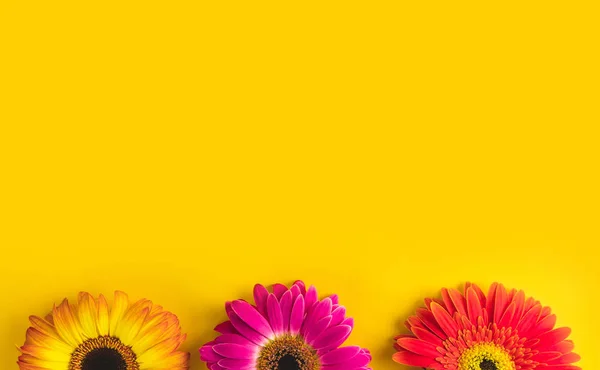 Яскраві красиві квіти гербери на сонячно-жовтому тлі. Концепція теплого літа та ранньої осені. Місце для тексту, написання або продукту. Вид зверху, Копіювати простір. плоскої . — стокове фото
