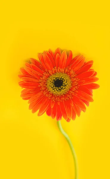 Bright beautiful gerbera flowers on sunny yellow background. Concept of warm summer and early autumn. Place for text, lettering or product. View from above, Copy space. Flatlay. — Stock Photo, Image