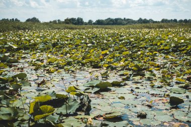 Gün batımında Nilüfer Gölü'nde güzel beyaz nilüfer. Sakinlik, uyum ve barış kavramı.
