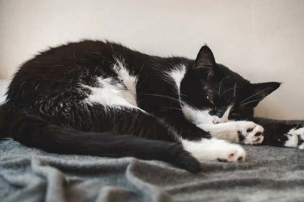 Lustige schwarz-weiße Smoking-Katze schläft faul im Plaid. — Stockfoto