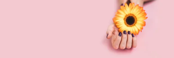 Γυναικεία όμορφα χέρια με μωβ μανικιούρ κατέχουν ένα κίτρινο λουλούδι γερμπέρα σε ροζ χαρτί φόντο. Έννοια φροντίδας χεριών και νυχιών. — Φωτογραφία Αρχείου