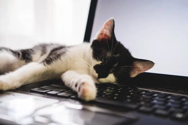 Funny czarno-białego smokingu Kitten leniwie leży na klawiaturze laptopa i patrzy na kamerę. — Zdjęcie stockowe