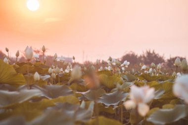 Gün batımında Nilüfer Gölü'nde güzel beyaz nilüfer. Sakinlik, uyum ve barış kavramı.