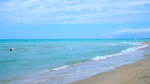 Seagull kráčí po pobřeží, oceánem. Moře se rozbouřuje, neidentifikovatelný chlapec, který kráčí po pobřeží. — Stock video