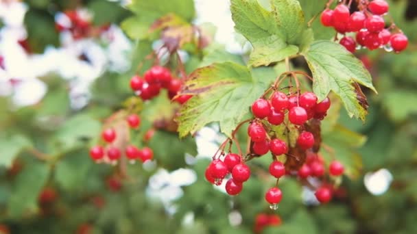 Branch of bright red viburnum growing on green bush. Autumn colors. — Stock Video