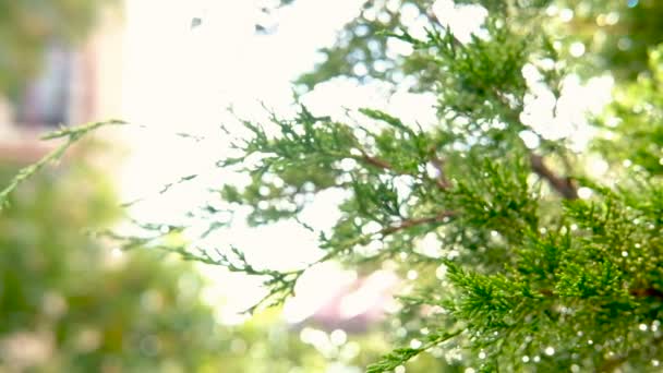 Gałęzie Thuja huśtawka na wietrze w ciągu dnia w słoneczne dni. — Wideo stockowe