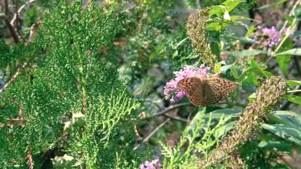 Mariposa negra y naranja se sienta en una flor púrpura y vuela lejos . — Vídeos de Stock