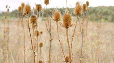 Bir sonbahar tarlasının ortasında kuru diken rüzgarda sallar. Sakin huzurlu manzara.