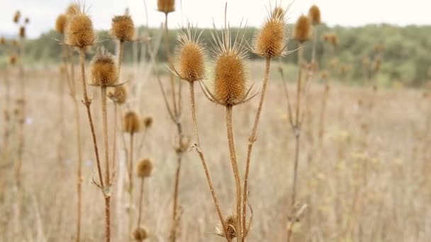 L'épine sèche au milieu d'un champ d'automne balaie dans le vent. Calme paysage paisible . — Video