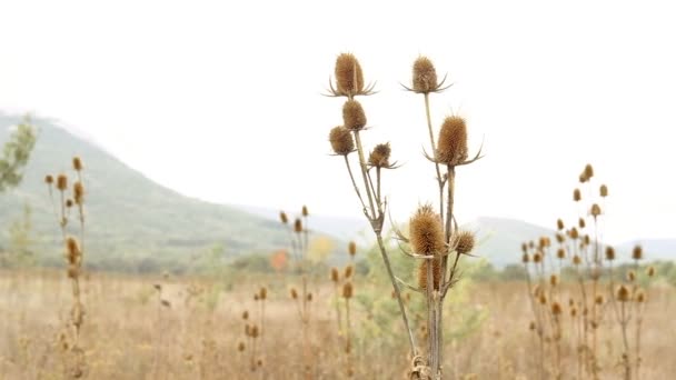 Dry thorn in the middle of an autumn field sways in the wind. Calm peaceful landscape. — Stock Video