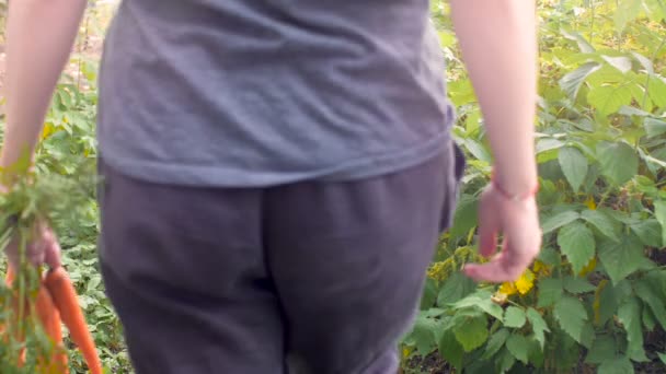 La ragazza raccoglie un raccolto di carote in giardino e porta un mucchio di carote con i verdi in mano. Concetto di raccolta alla fine dell'estate e dell'autunno . — Video Stock