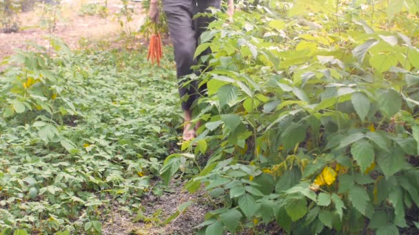 Meisje verzamelt een gewas van wortelen in de tuin en draagt bos van wortelen met greens in haar hand. Oogst concept aan het einde van de zomer en herfst. — Stockvideo