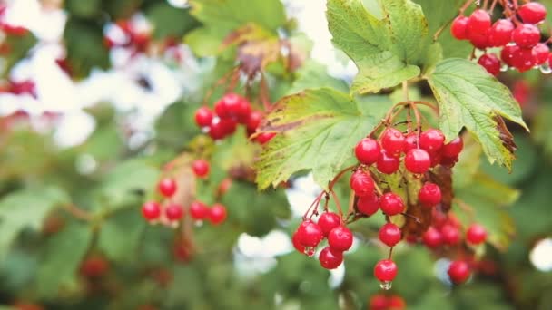 Branch of bright red viburnum growing on green bush. Autumn colors. — Stock Video