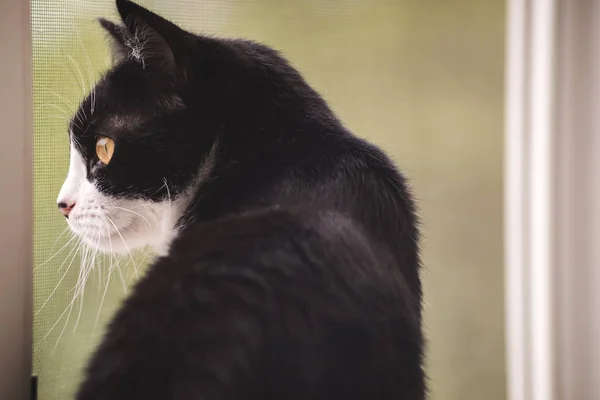 Śmieszne czarno-białe Tuxedo kot patrzy na okno. — Zdjęcie stockowe