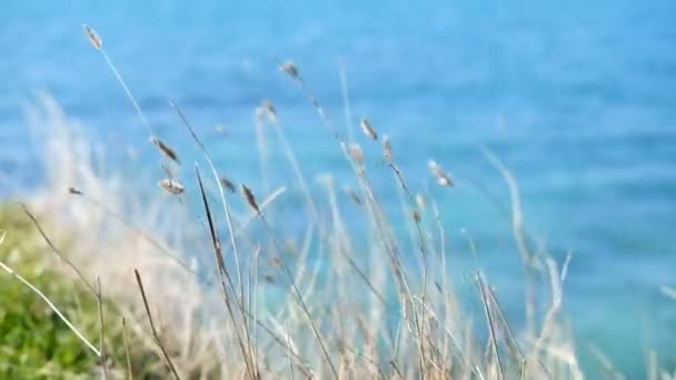 Hierba seca junto al mar sobre un fondo de olas . — Vídeo de stock