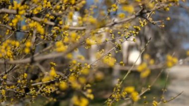 Bahar sarı ağaç çiçekleri dallarda çiçek açar.