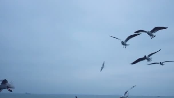 Pessoas irreconhecíveis alimentam gaivotas com pão da costa de um navio, balsa, barco . — Vídeo de Stock