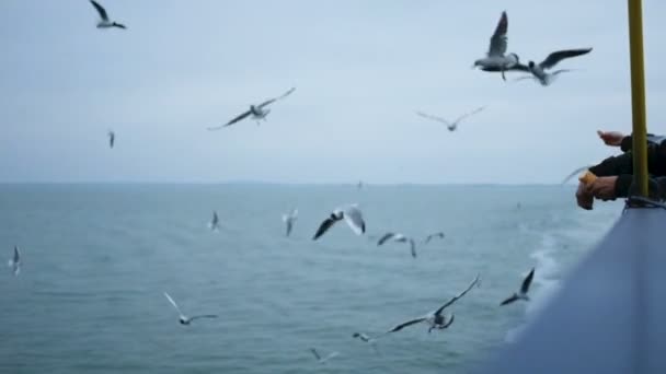 Gente irreconocible alimenta gaviotas con pan desde la orilla de un barco, ferry, barco . — Vídeos de Stock