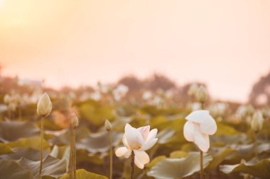 Gün batımında Nilüfer Gölü'nde güzel beyaz nilüfer. Sakinlik, uyum ve barış kavramı.