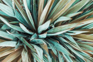 Yapraklardan yeşil doku. Su damlacıklarıyla yeşil, ıslak yüzey. Ağaç dalı, ağaç yaprağı ya da yağmurdan sonra çalılık. Yakın plan. Seçici odak.