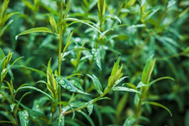 Yapraklardan yeşil doku. Su damlacıklarıyla yeşil, ıslak yüzey. Ağaç dalı, ağaç yaprağı ya da yağmurdan sonra çalılık. Yakın plan. Seçici odak.