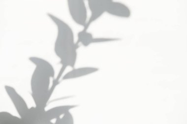 Ağaç dallarının gölgeleriyle beyaz bulanık yüzey. Soyut fotoğraf, bitki dokusu ışık arkaplanını örtüyor. Kopyalama alanı.